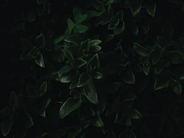 img of Executive mentorship in Canada for professionals who want to move up